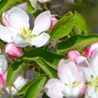 Apfelblüte unbekannt