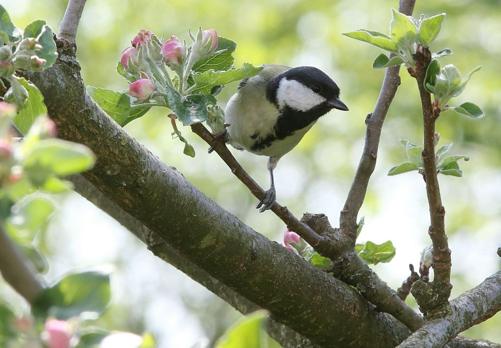 Apfelblüte und die Meise