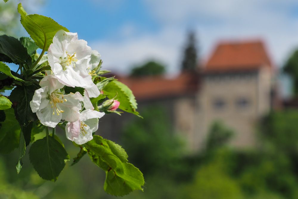 Apfelblüte und Geschichte