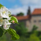 Apfelblüte und Geschichte