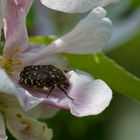 Apfelblüte und Käfer