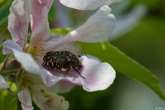 Apfelblüte und Käfer