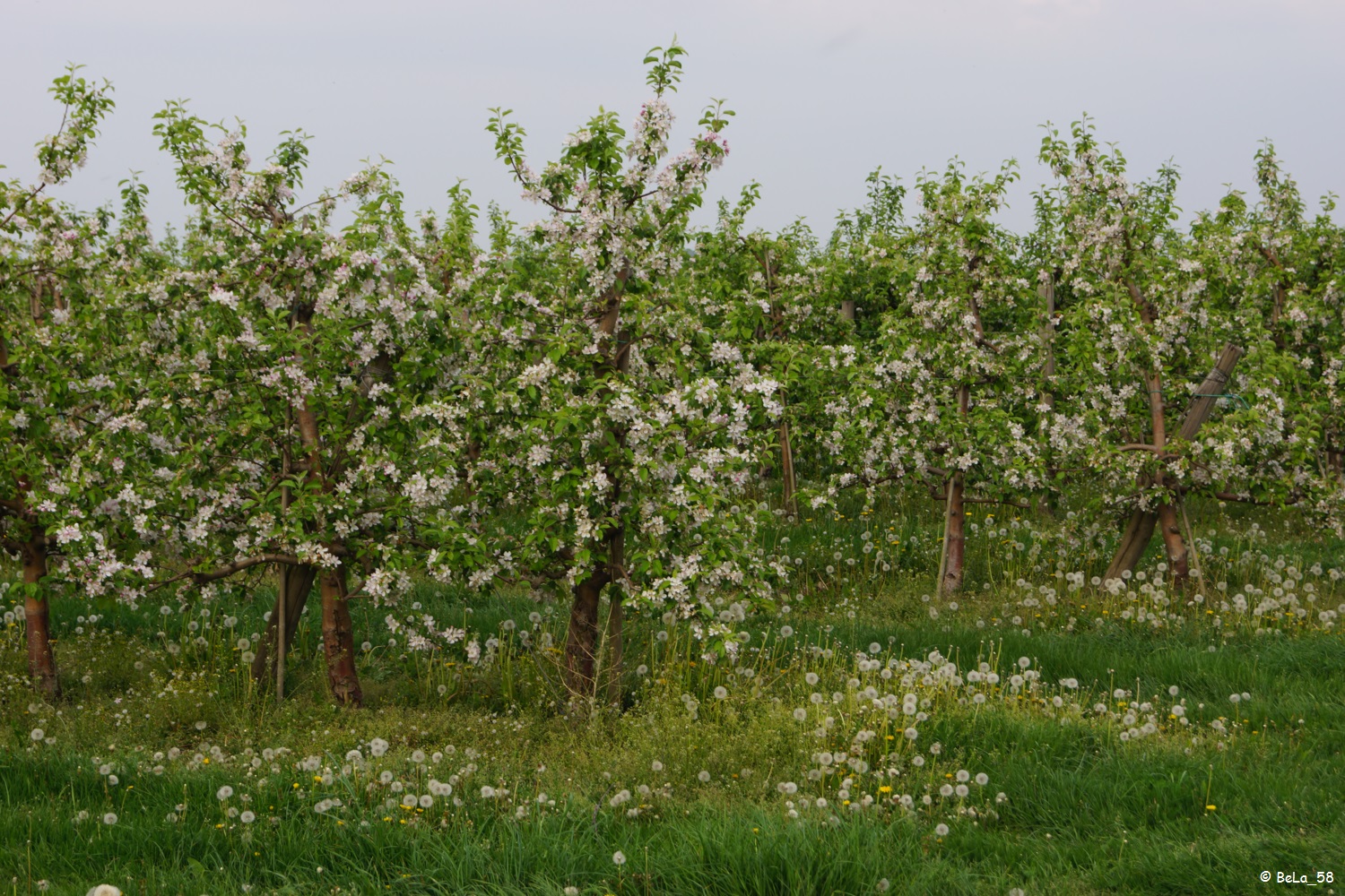 Apfelblüte und Pusteblumen