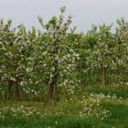 Apfelblüte und Pusteblumen