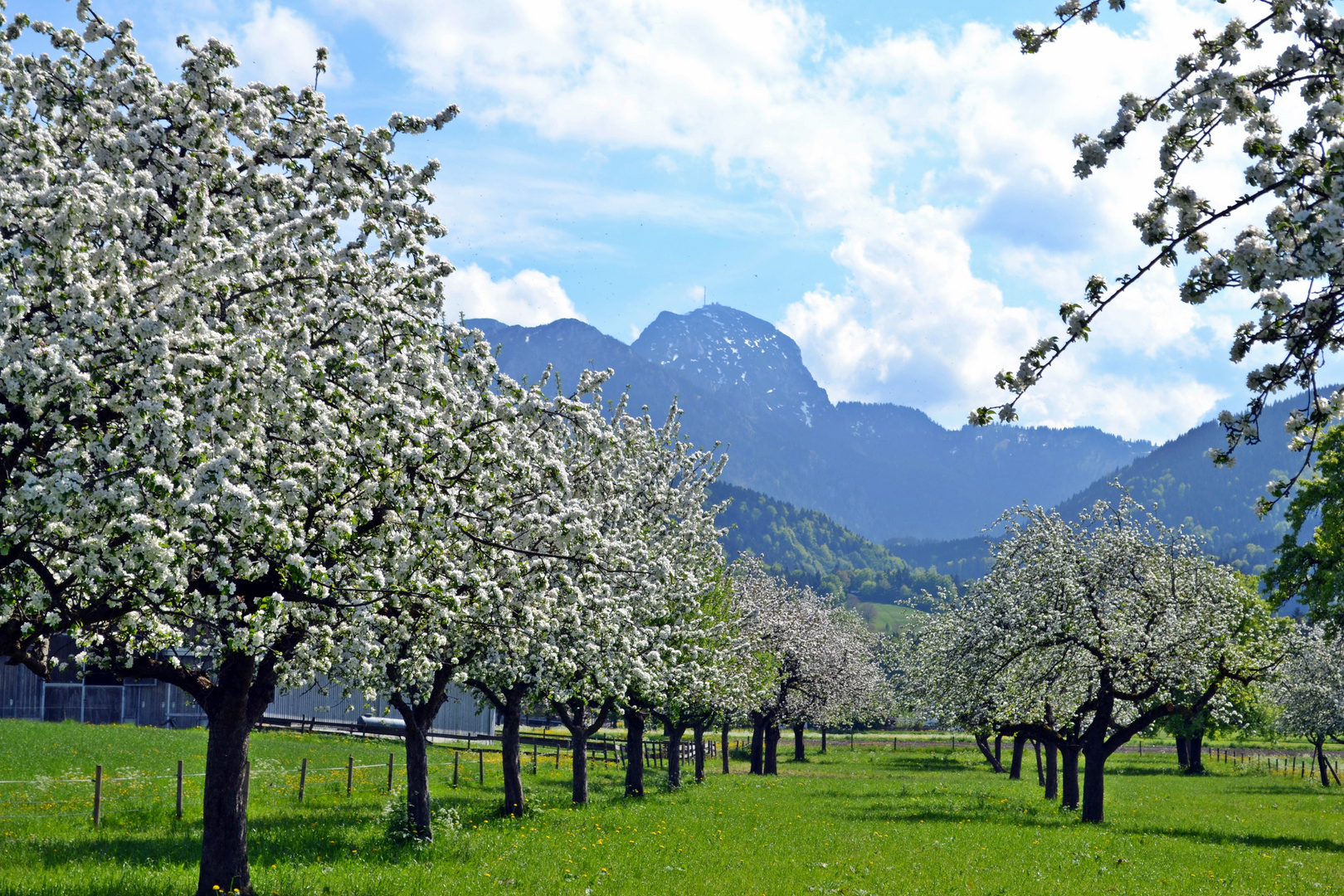 Apfelblüte unterm Wendelstein