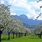 Apfelblüte unterm Wendelstein