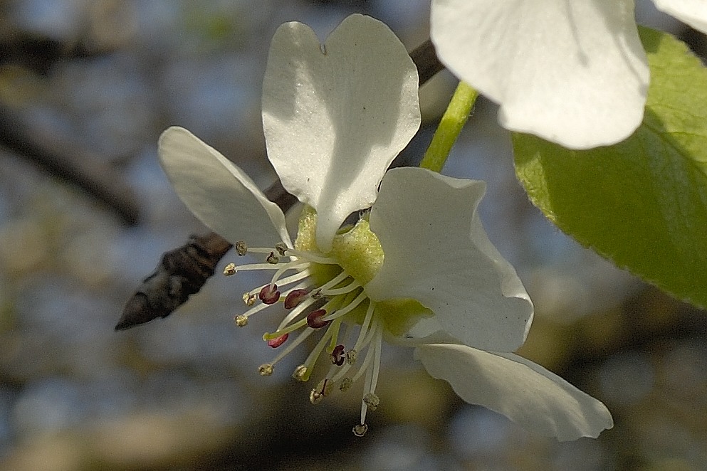 Apfelblüte (verwildert)