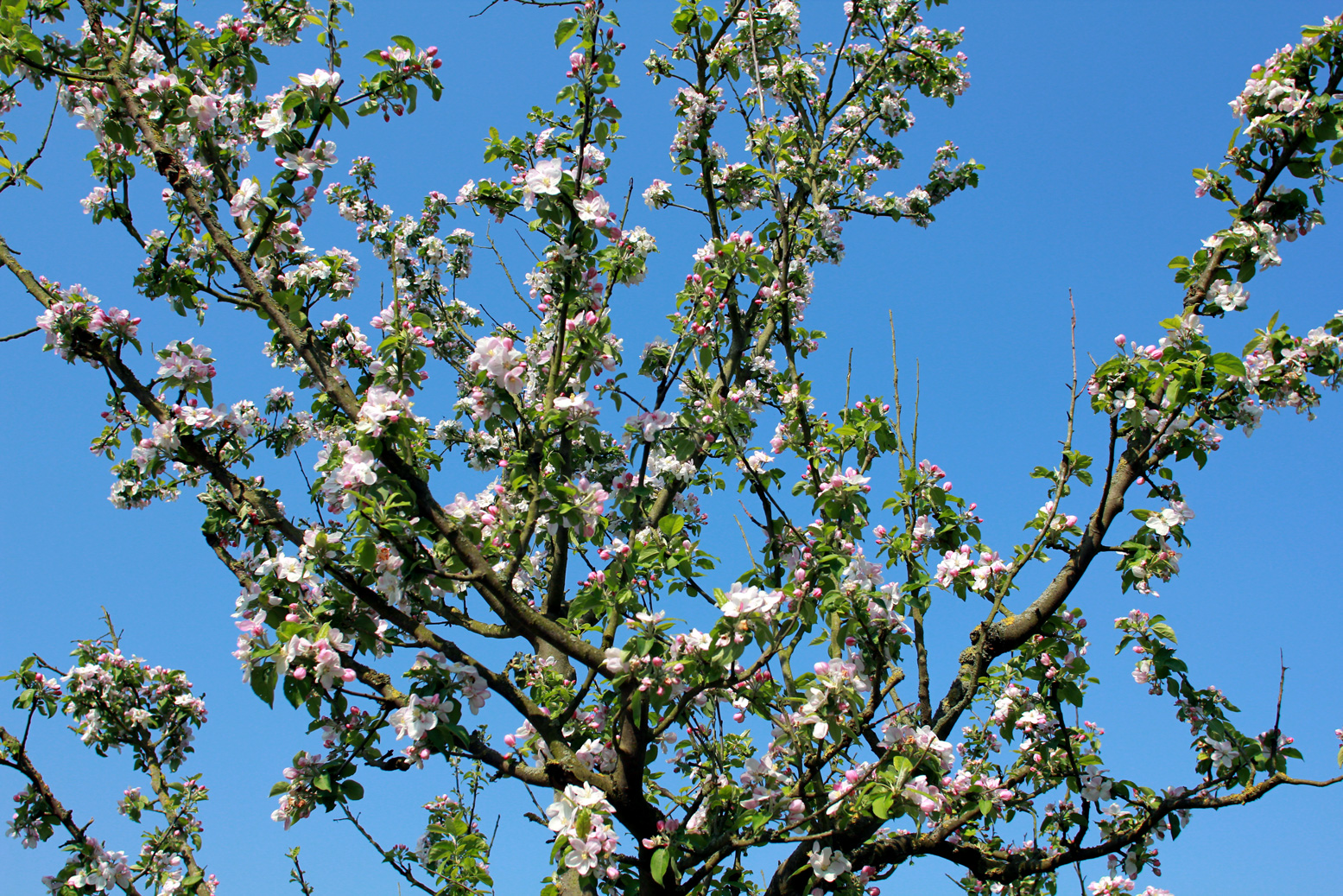 apfelblüte vor blauem osterhimmel