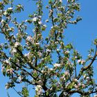 apfelblüte vor blauem osterhimmel