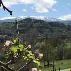 Apfelblüte vor Canigou