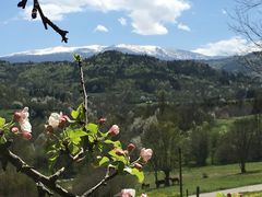 Apfelblüte vor Canigou