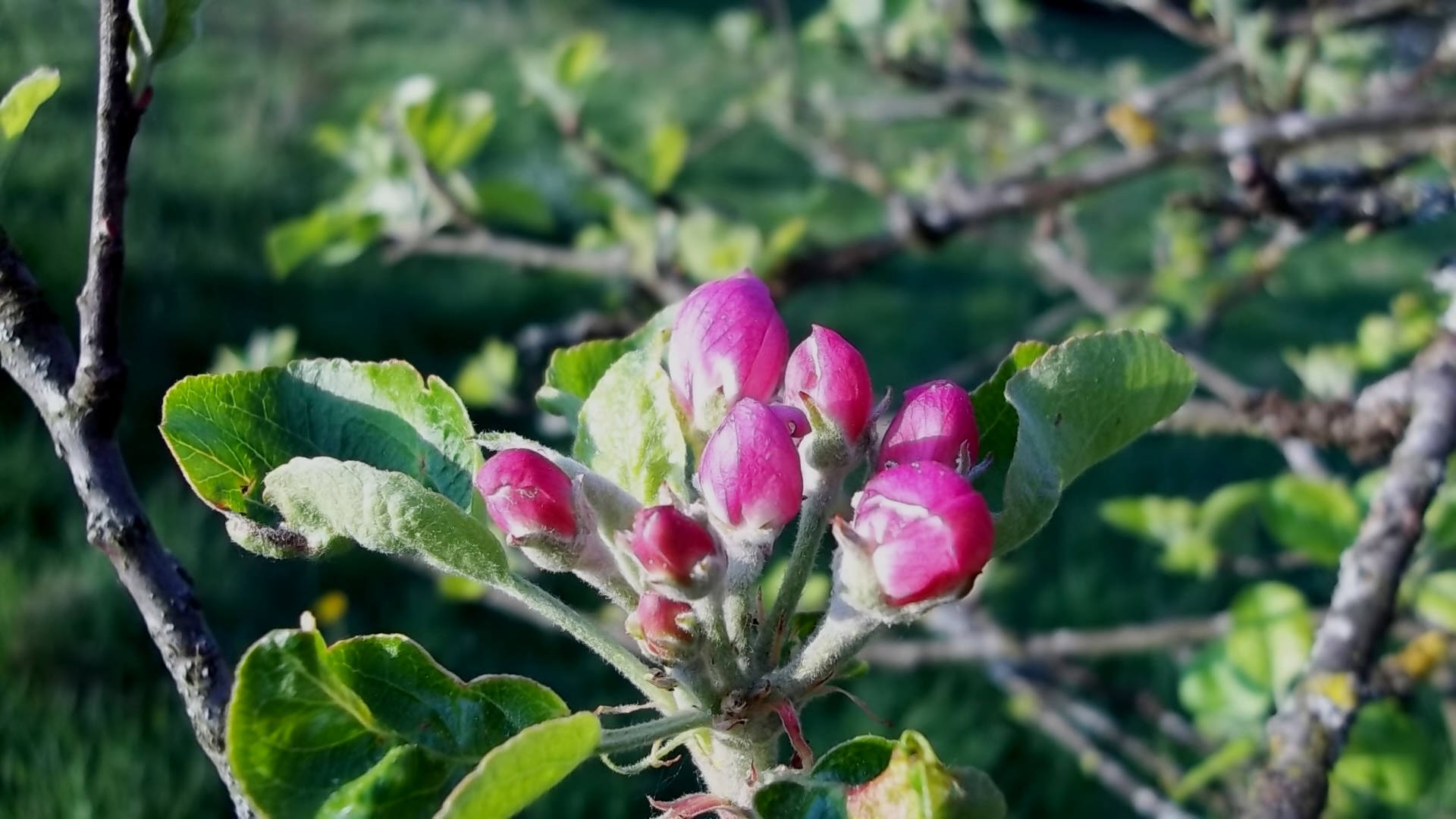 Apfelblüte vor dem aufgehen