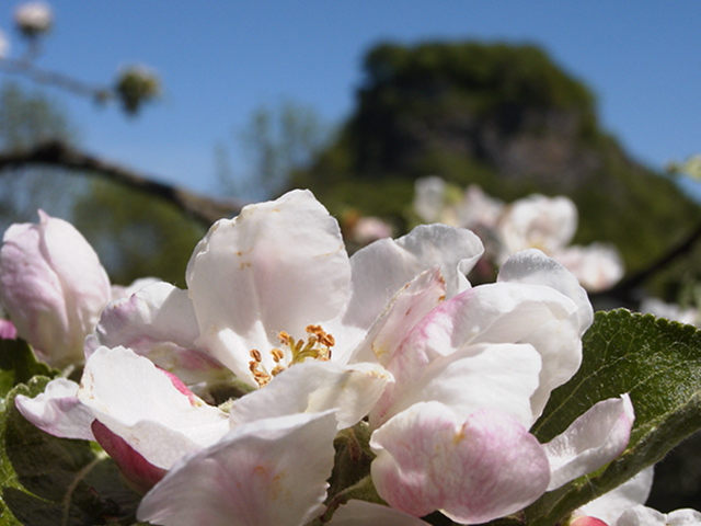 Apfelblüte vor Hohen Krähen (Hegau)