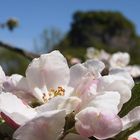 Apfelblüte vor Hohen Krähen (Hegau)