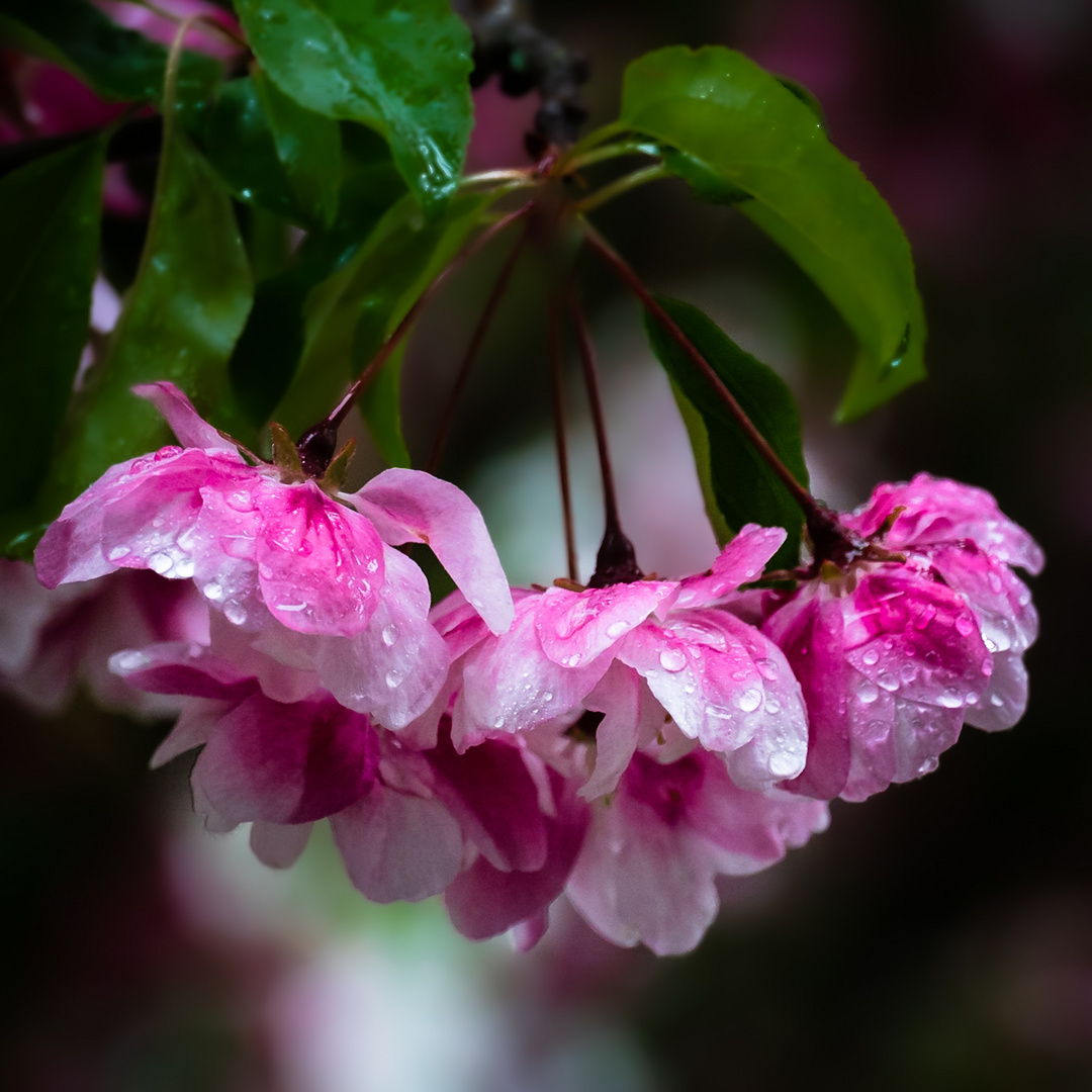 Apfelblüte vor meinen Fenster