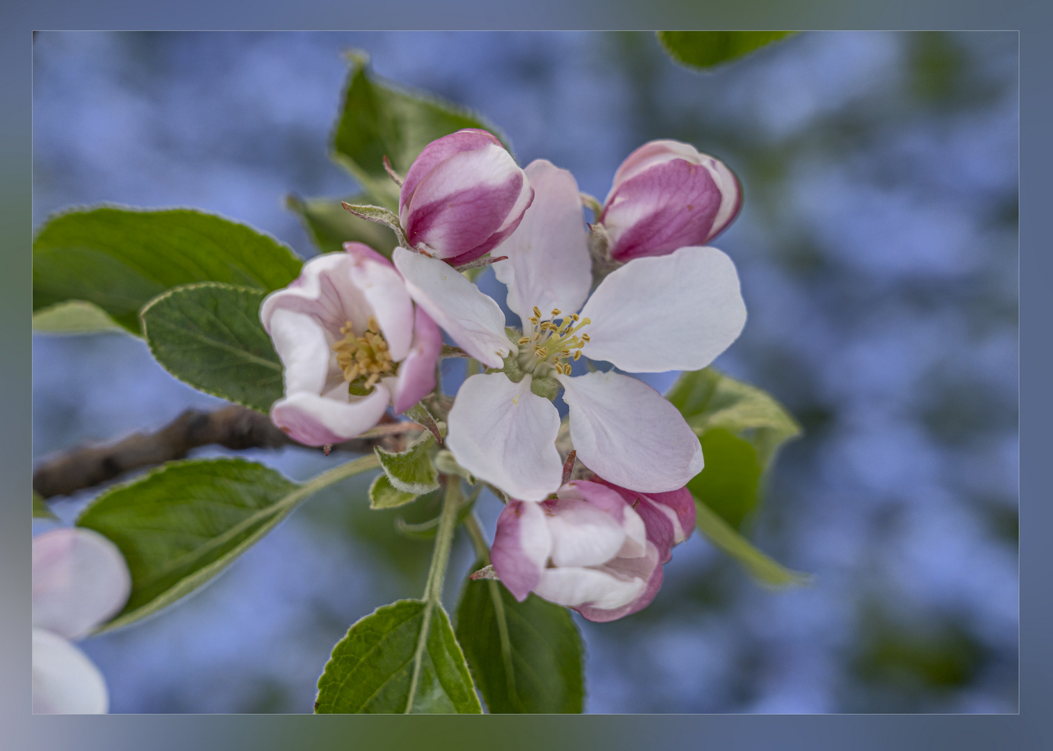 Apfelblüte vor Vergissmeinnicht