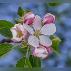 Apfelblüte vor Vergissmeinnicht