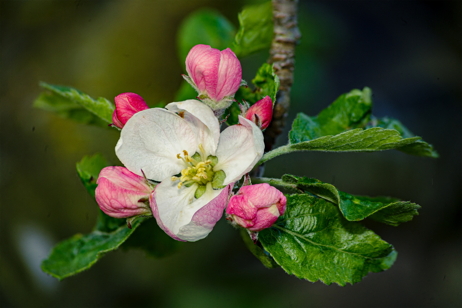 Apfelblüte / Winterapfel Lecker ....