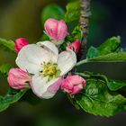 Apfelblüte / Winterapfel Lecker ....