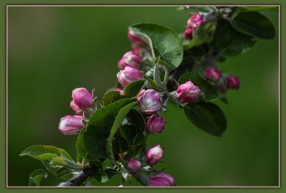 Apfelblüte zum Mittwoch