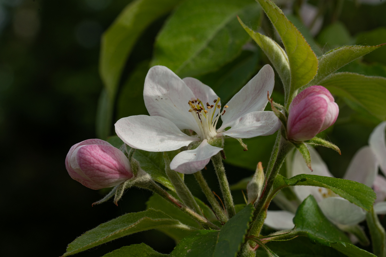 Apfelblüte_2