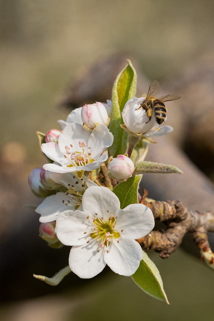 Apfelblüte_35051