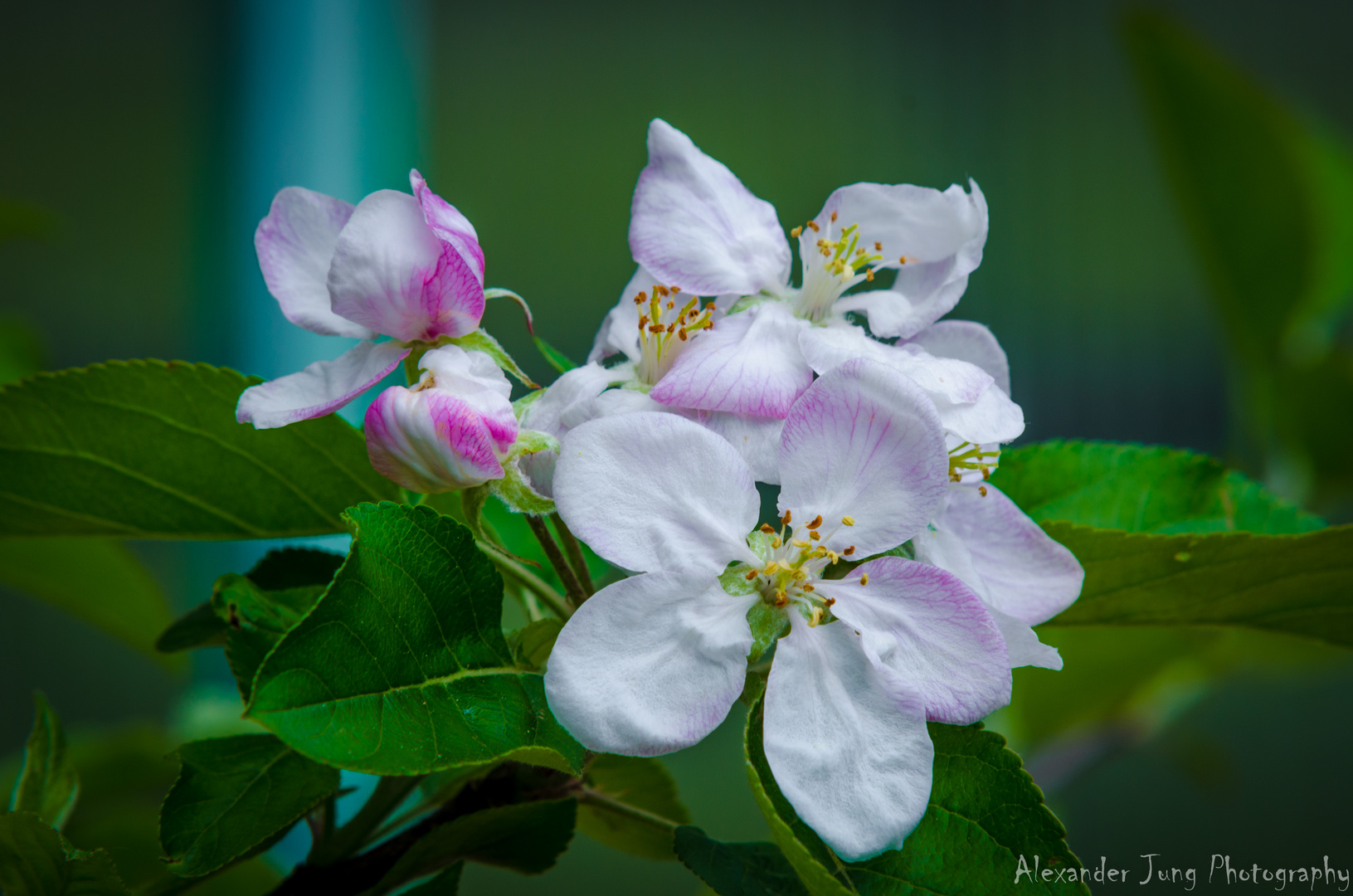 Apfelblüte...bald gibts Apfelkuchen... ;-)