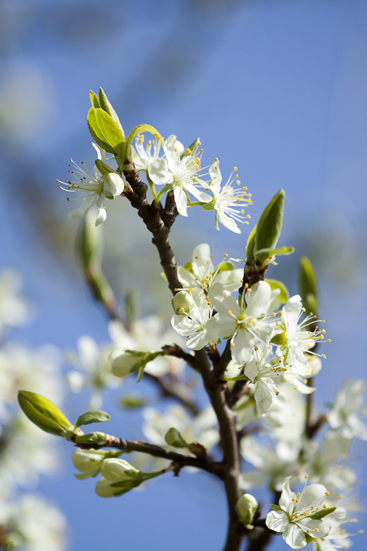 Apfelblüte@home