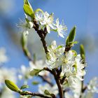 Apfelblüte@home