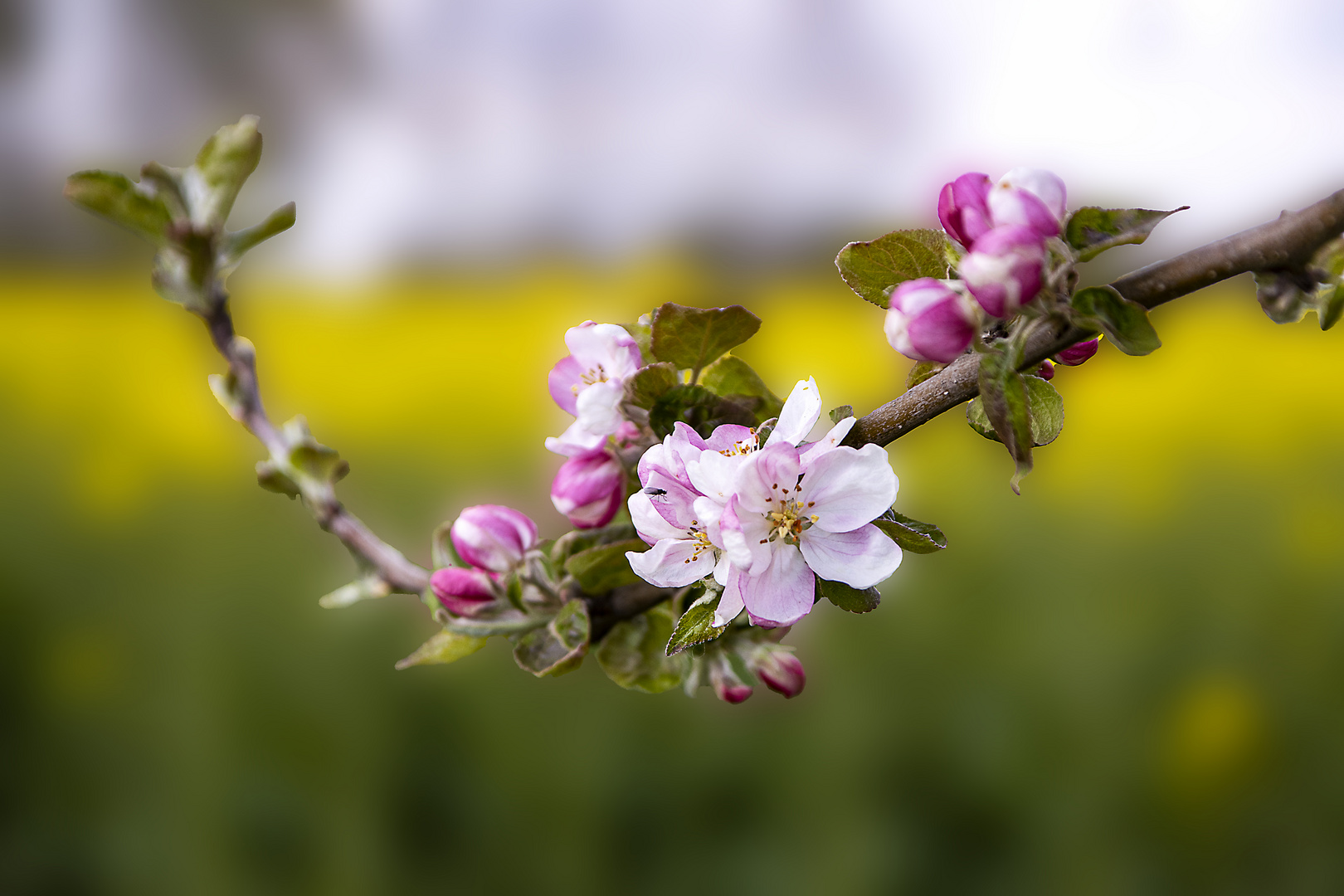 Apfelblüte_MG_0021