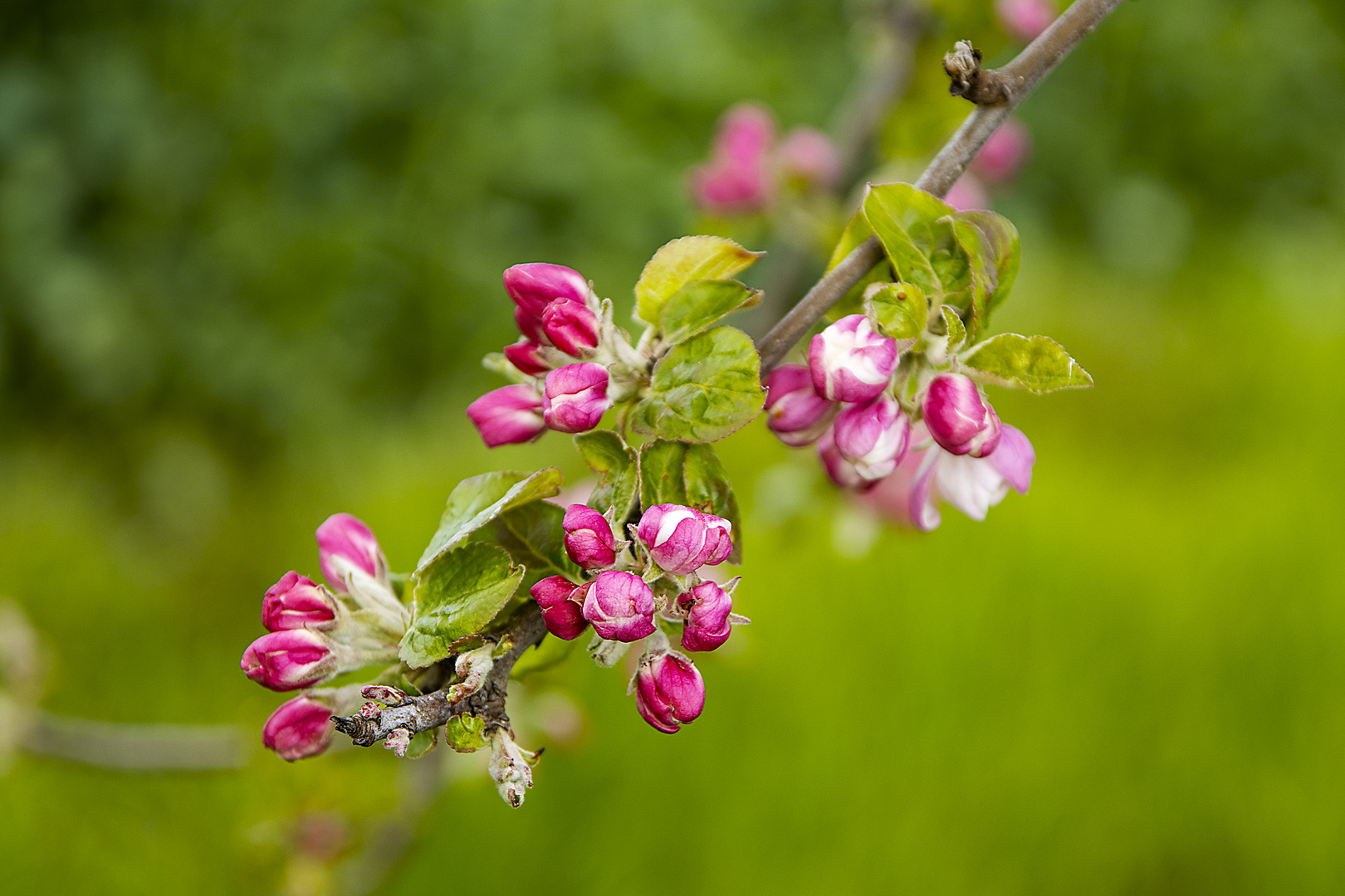 Apfelblüte_MG_0028