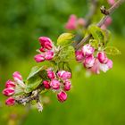 Apfelblüte_MG_0028