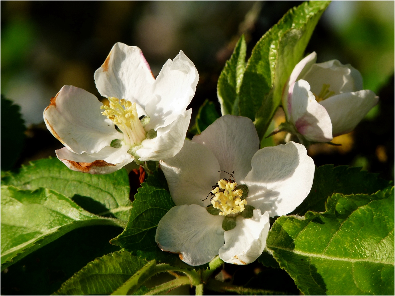 Apfelblüten