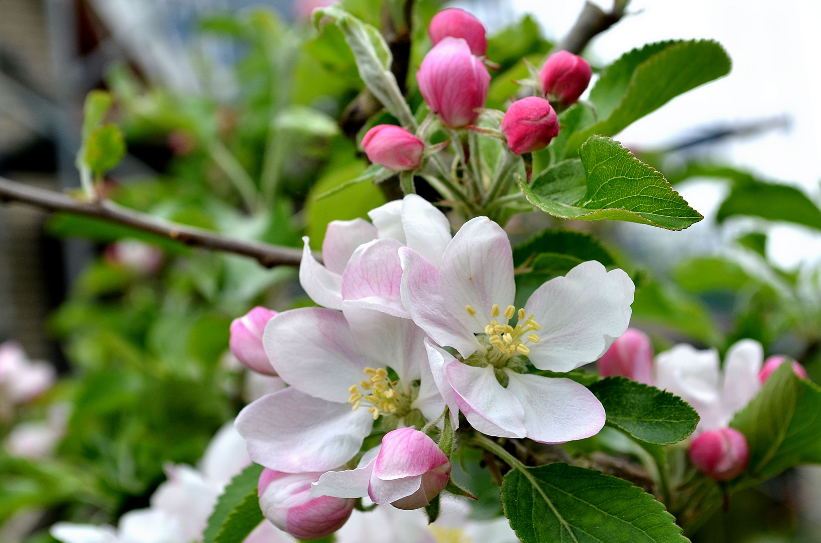 Apfelblüten