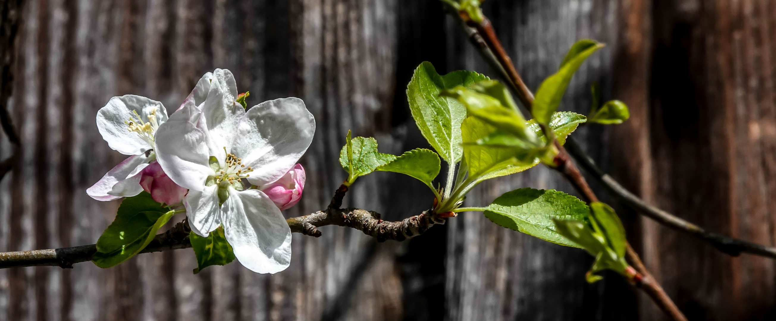 Apfelblüten