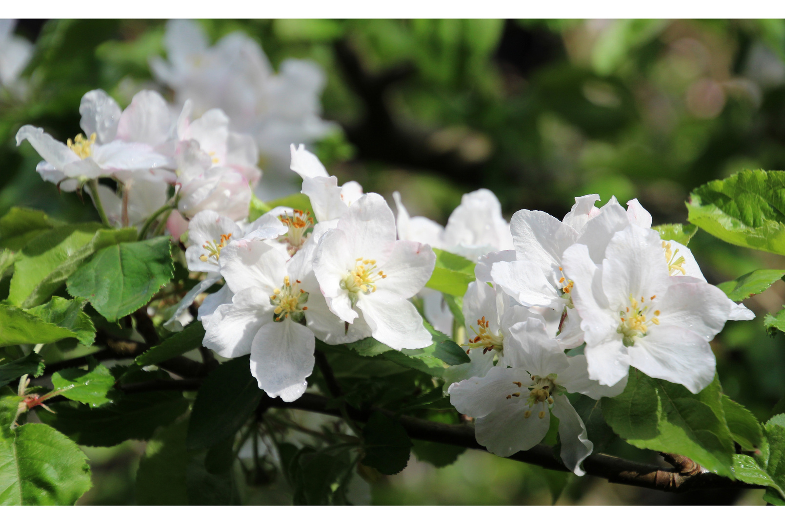 Apfelblüten 