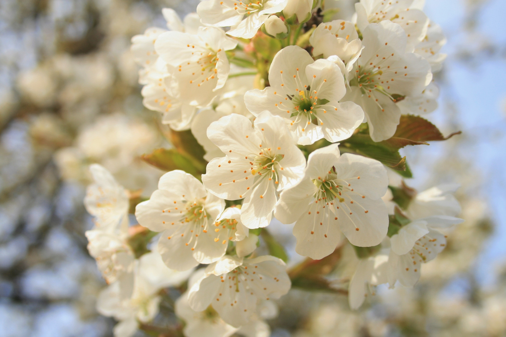 Apfelblüten