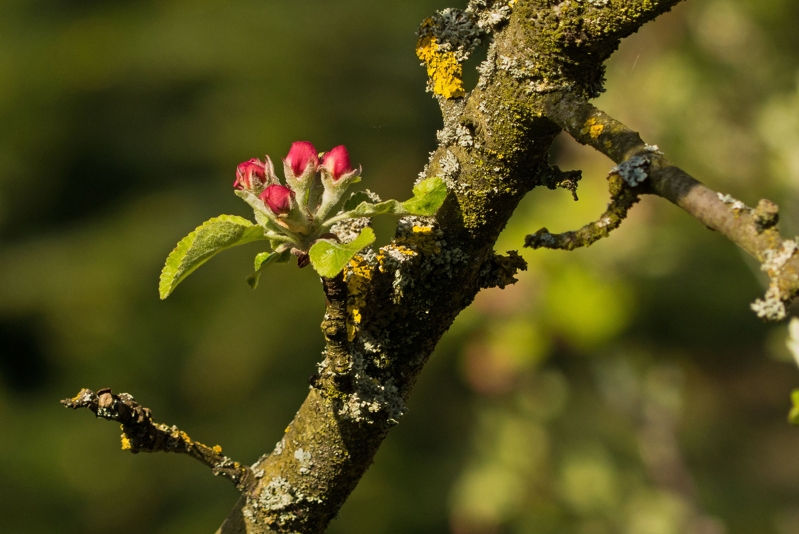 Apfelblüten