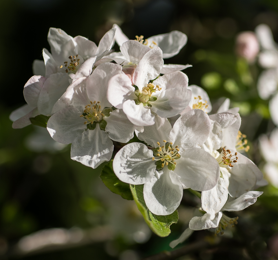 APFELBLÜTEN