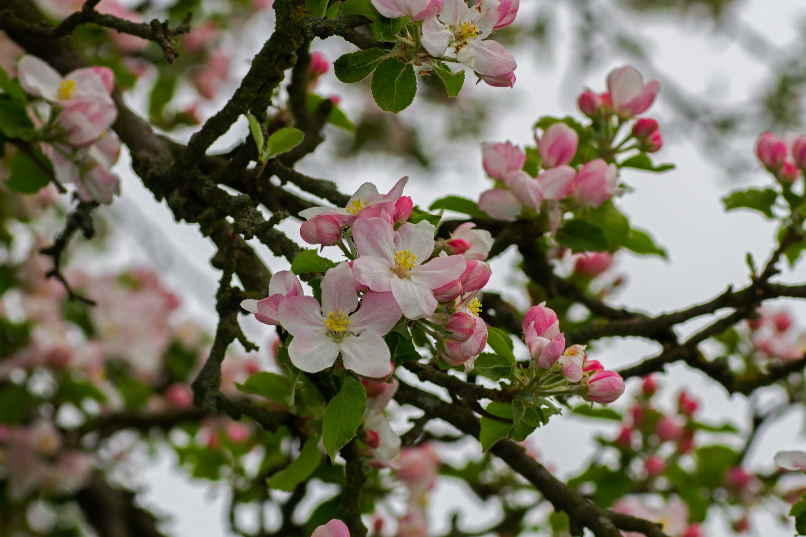 Apfelblüten