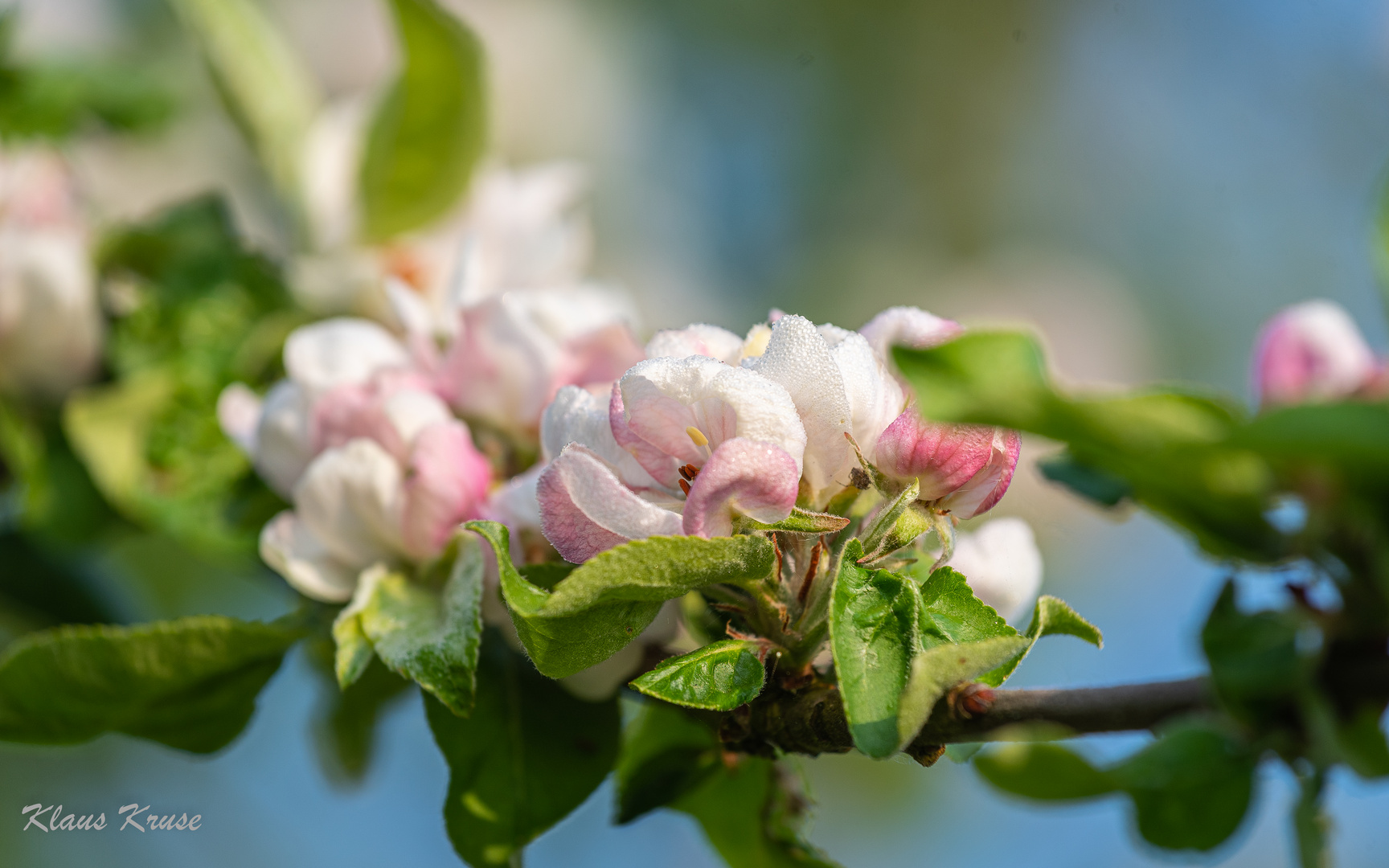 Apfelblüten