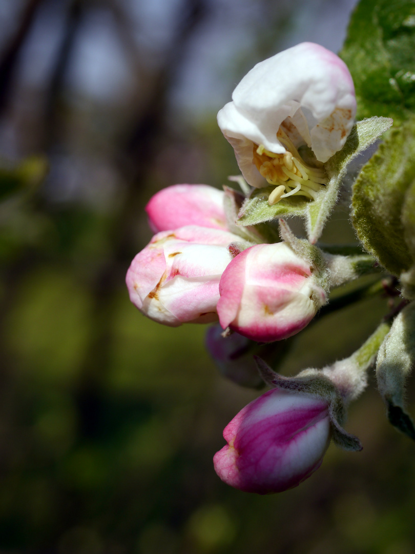 Apfelblüten