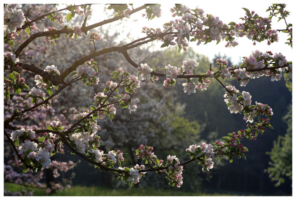 Apfelblüten