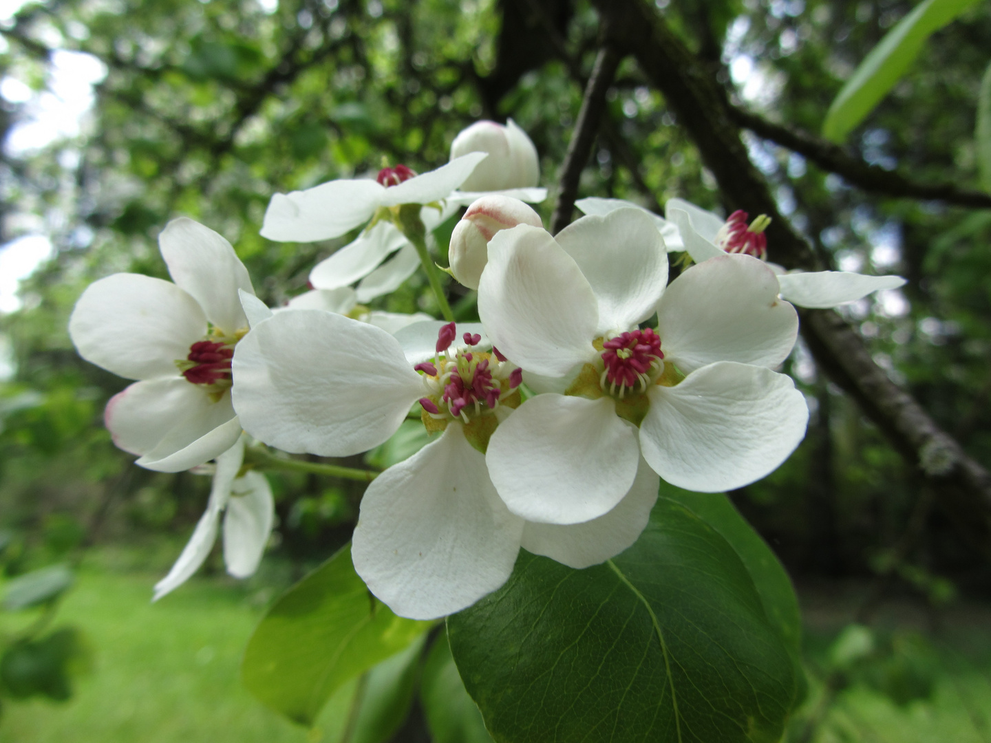 Apfelblüten