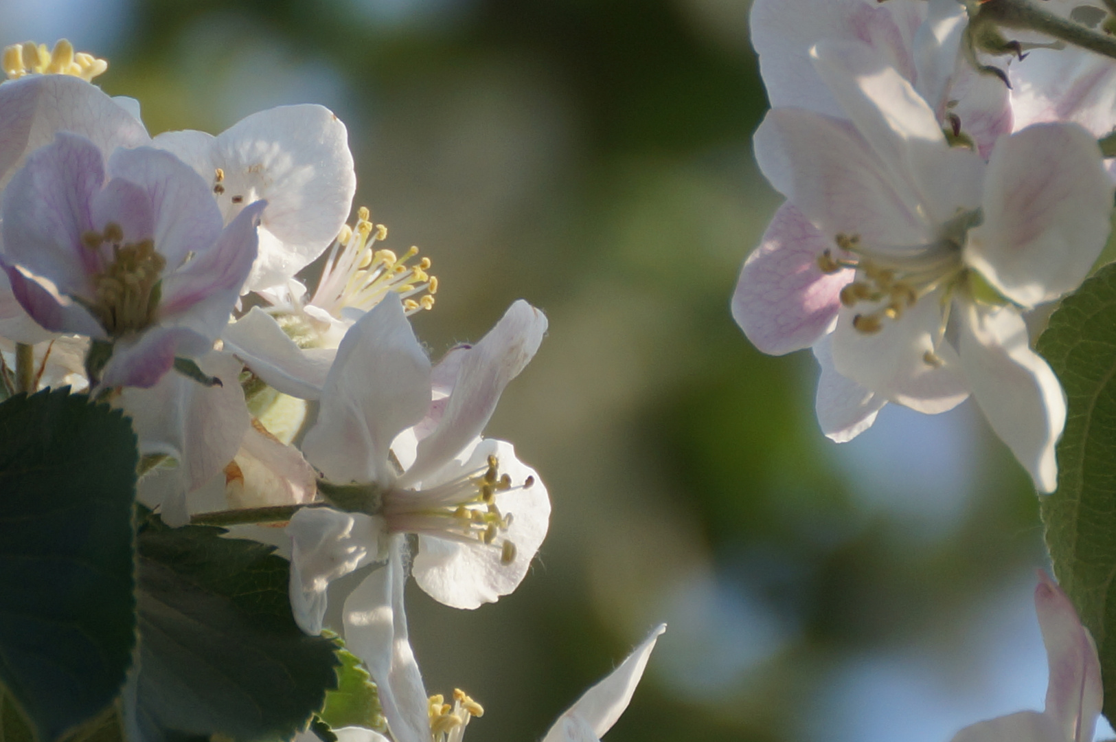 Apfelblüten