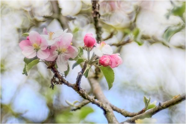 Apfelblüten