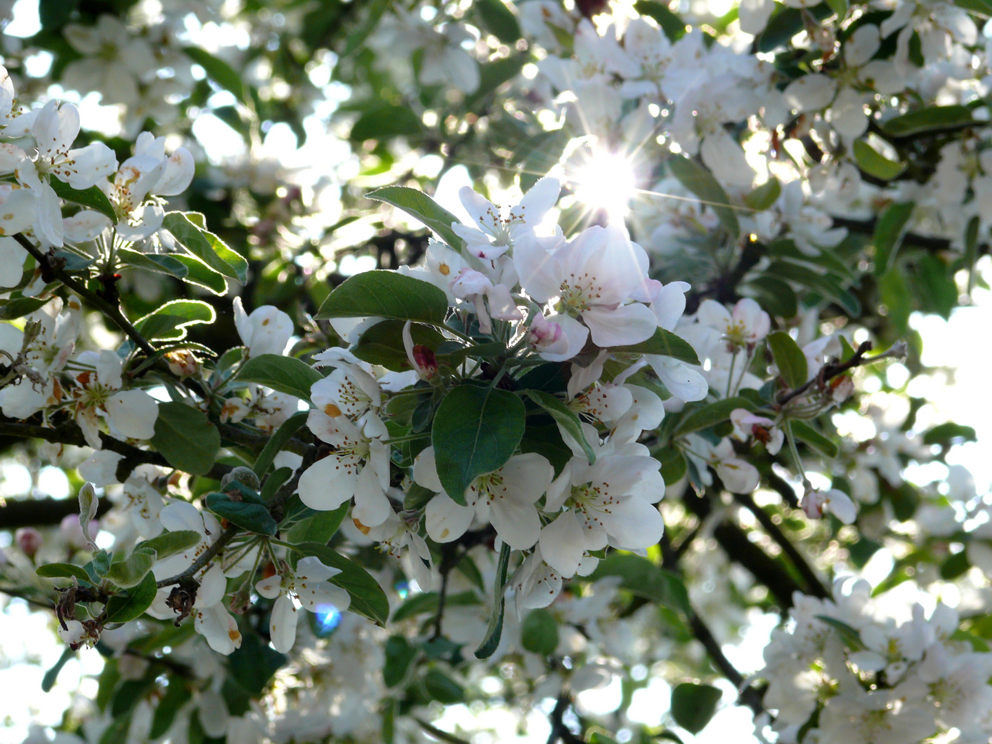 Apfelblüten