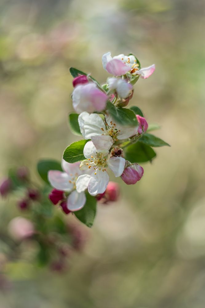 Apfelblüten 2