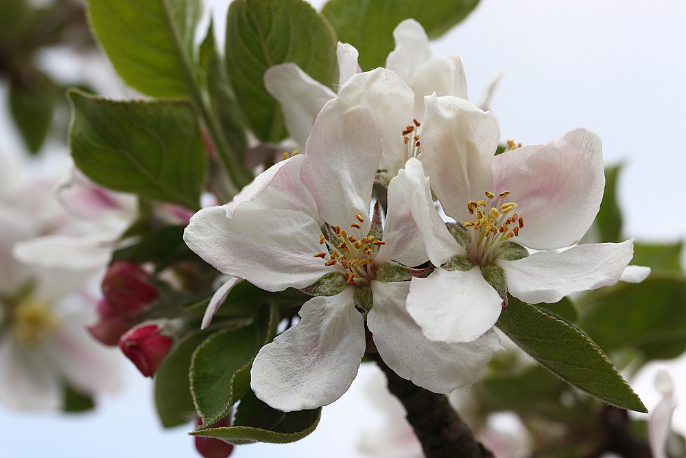 *Apfelblüten* (2)