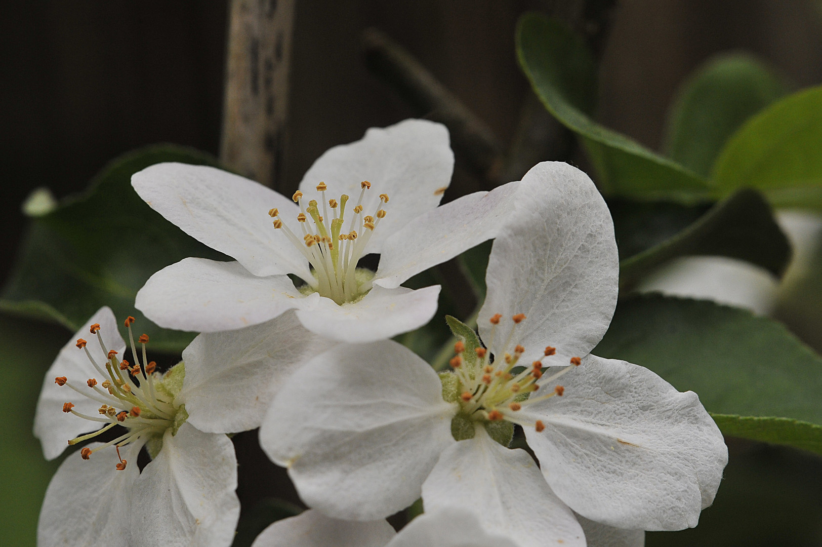 Apfelblüten